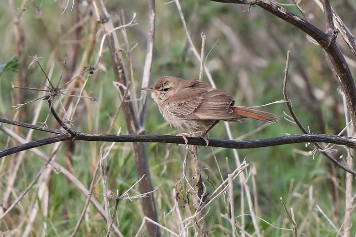 Eastern Rufous Bush Chat