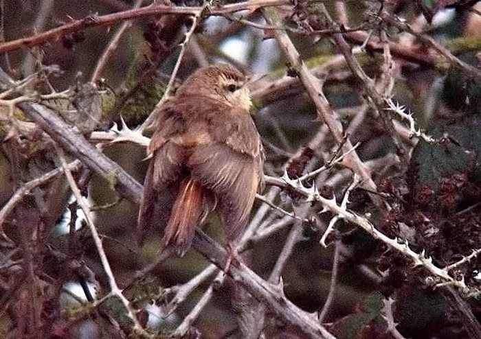 Eastern Rufous Bush Chat
