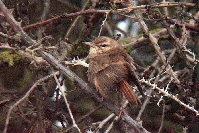 Eastern Rufous Bush Chat