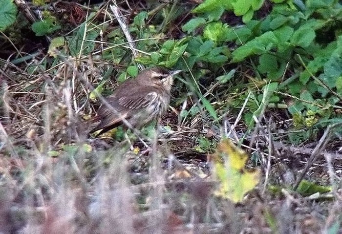 Eastern Rufous Bush Chat
