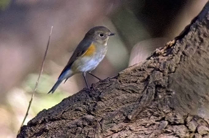 Red-flanked Bluetail