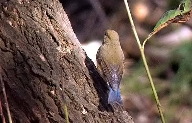 Red-flanked Bluetail