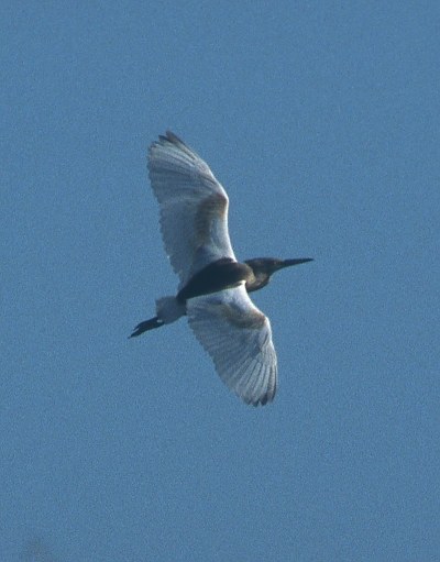 Squacco Heron