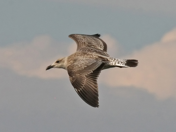 Yellow-legged Gull