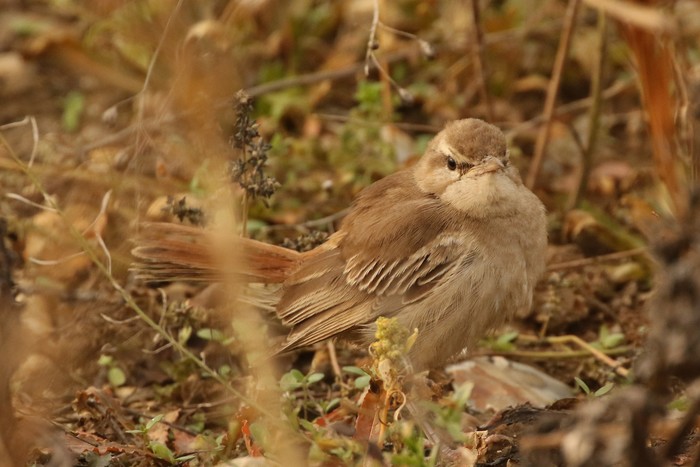 Eastern Rufous Bush Chat