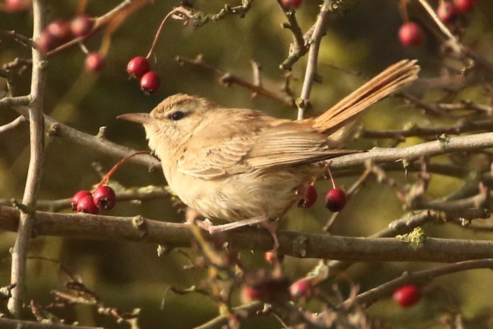 Eastern Rufous Bush Chat