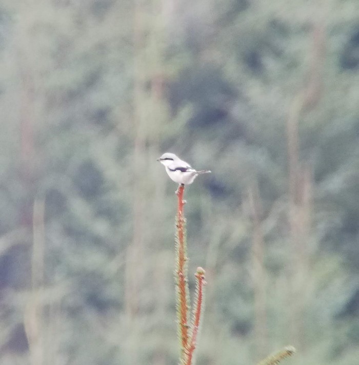 Great Grey Shrike
