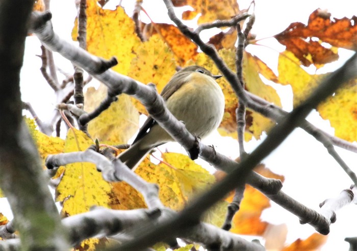 Red-flanked Bluetail
