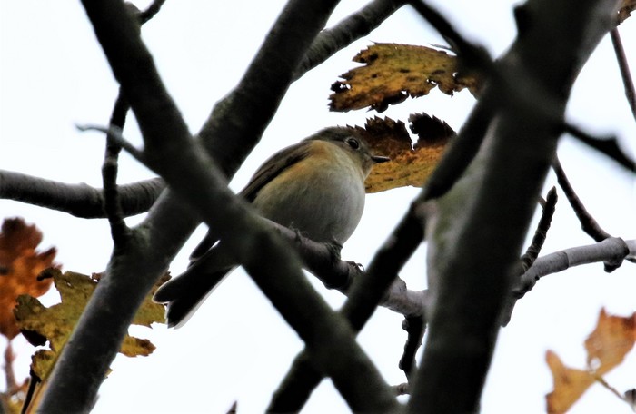 Red-flanked Bluetail