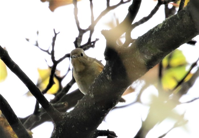 Red-flanked Bluetail