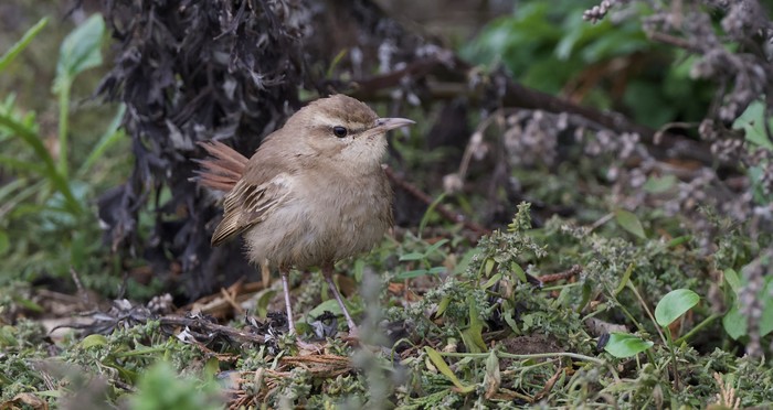 Eastern Rufous Bush Chat