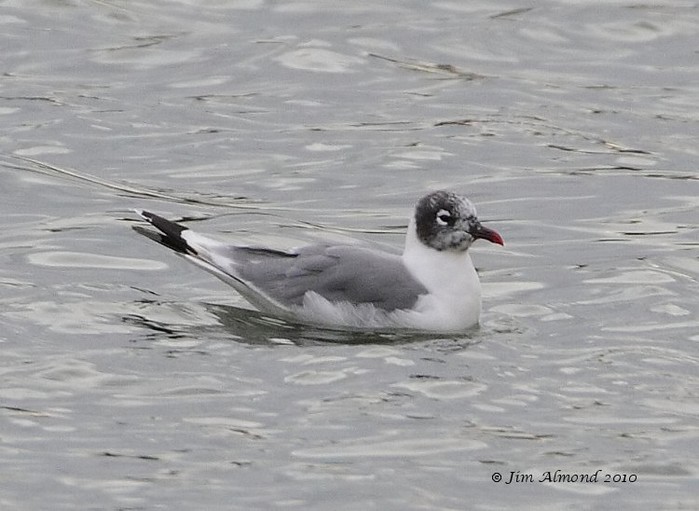 Franklin's Gull