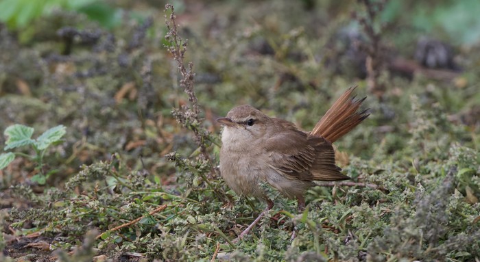 Eastern Rufous Bush Chat