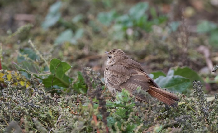 Eastern Rufous Bush Chat