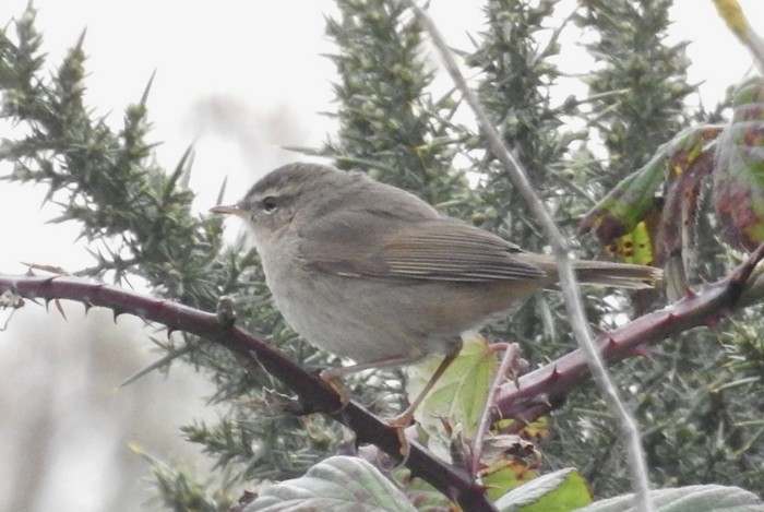 Dusky Warbler