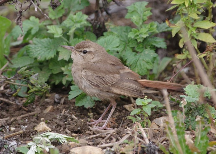 Eastern Rufous Bush Chat