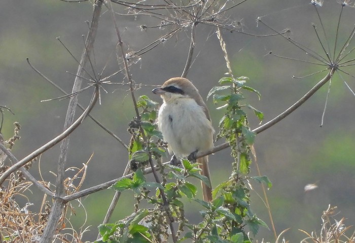Brown Shrike