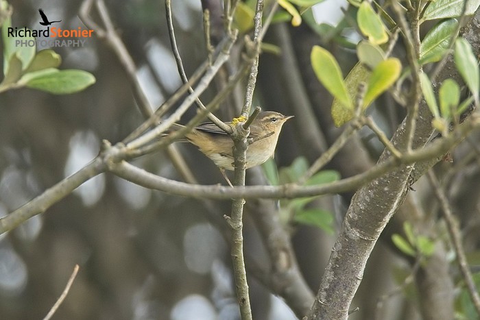 Dusky Warbler