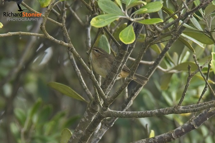 Dusky Warbler