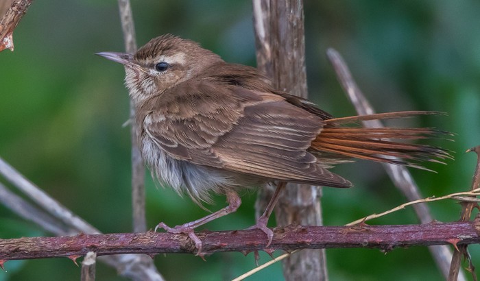 Eastern Rufous Bush Chat