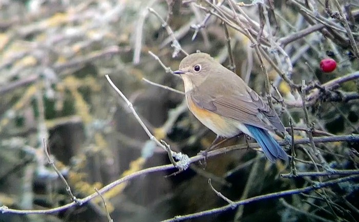 Red-flanked Bluetail