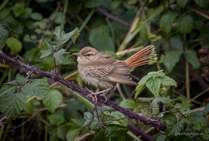 Eastern Rufous Bush Chat