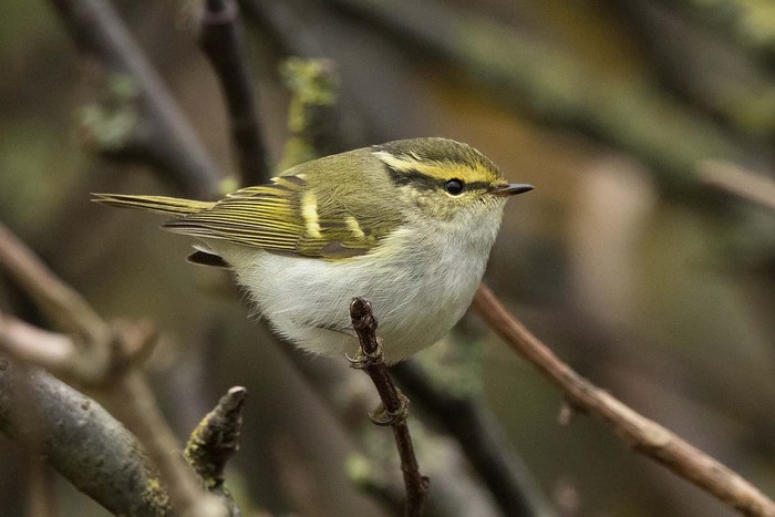 Pallas's Warbler
