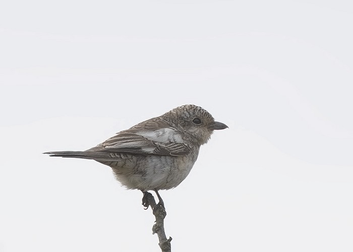Masked Shrike