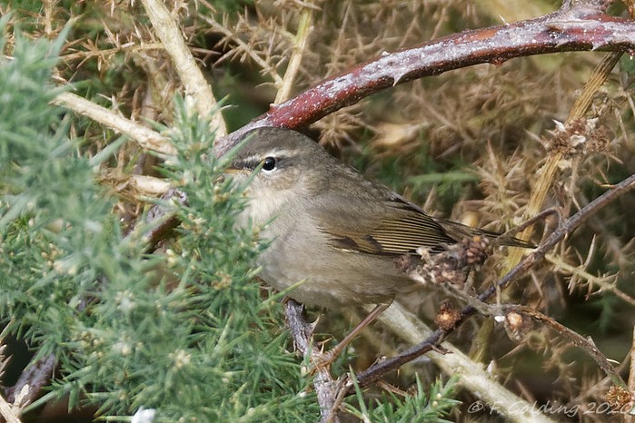 Dusky Warbler