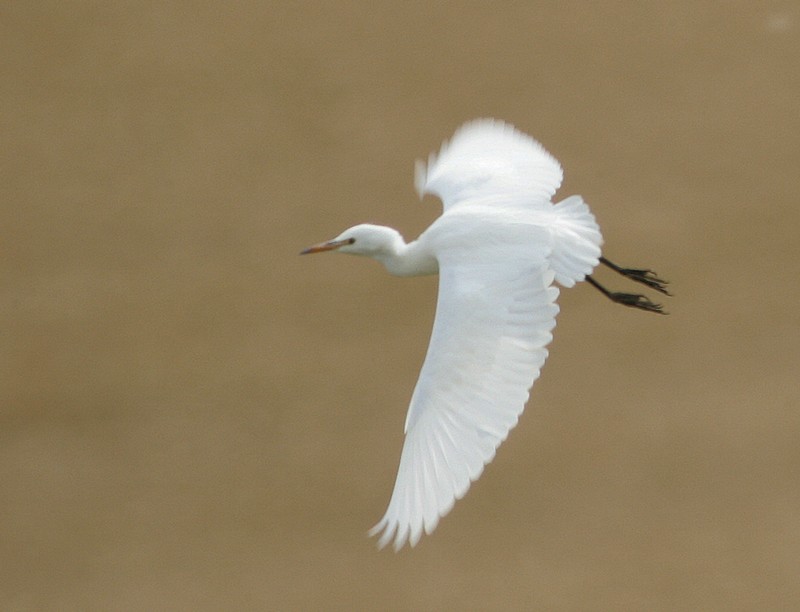 Cattle Egret