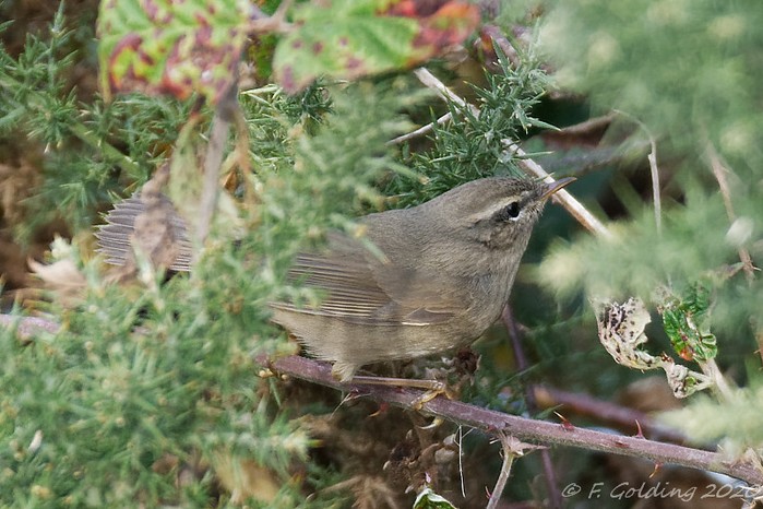 Dusky Warbler