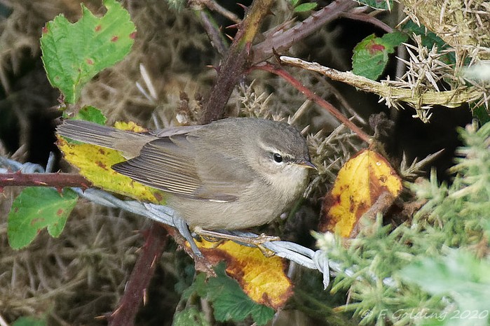 Dusky Warbler