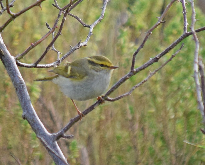 Pallas's Warbler