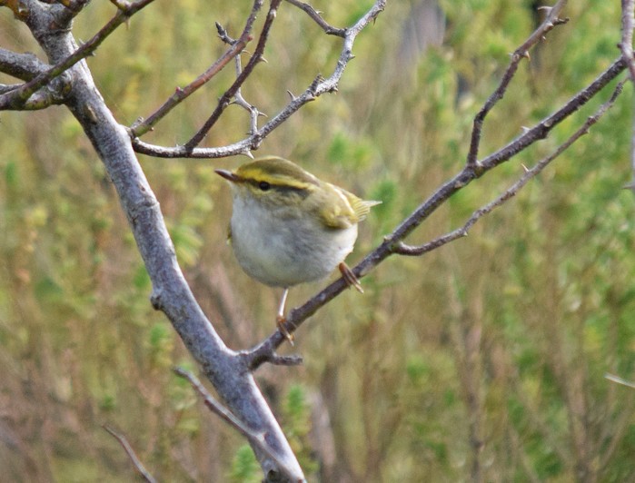 Pallas's Warbler