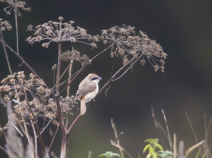 Brown Shrike