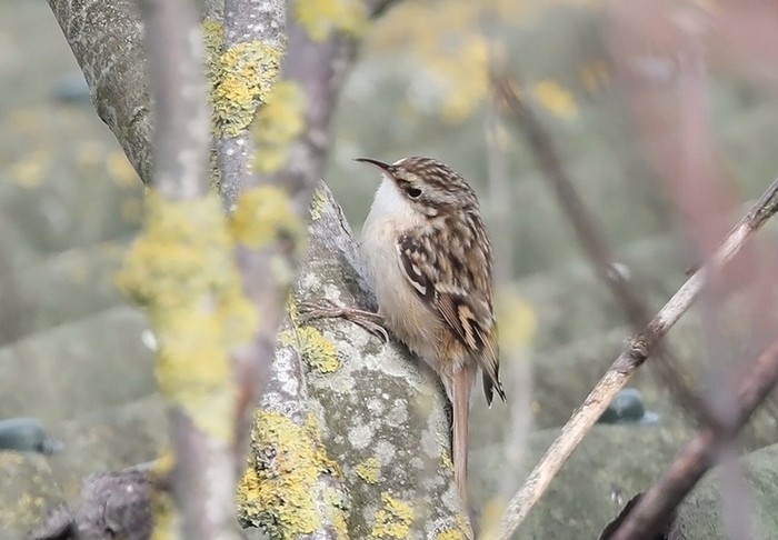 Short-toed Treecreeper
