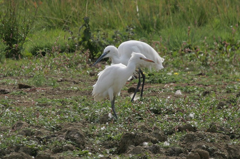 Cattle Egret