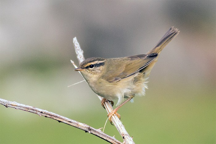 Radde's Warbler