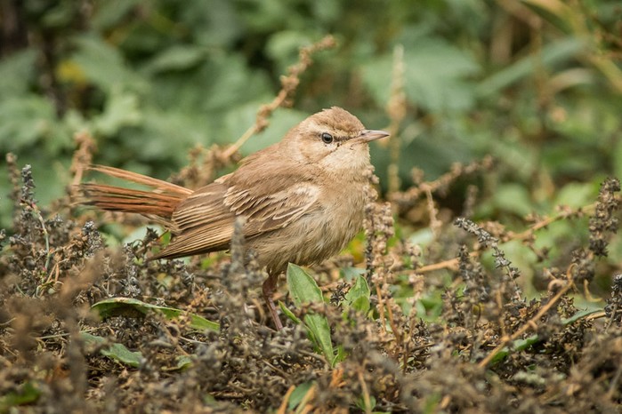 Eastern Rufous Bush Chat