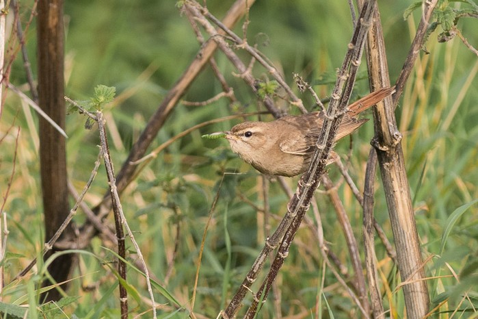 Eastern Rufous Bush Chat