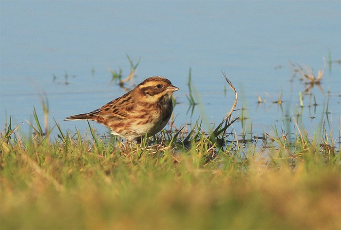 Rustic Bunting