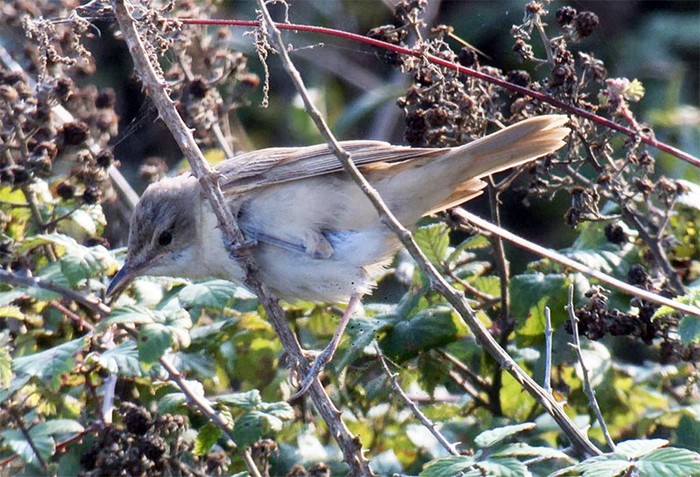 Great Reed Warbler