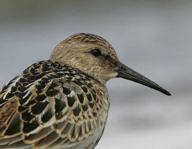 Dunlin