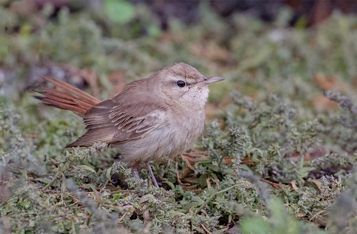 Eastern Rufous Bush Chat