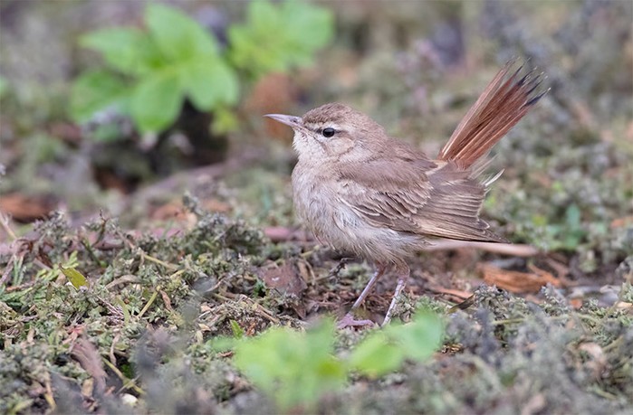 Eastern Rufous Bush Chat