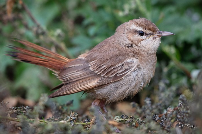 Eastern Rufous Bush Chat