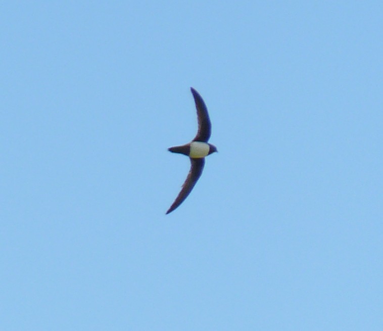 Alpine Swift