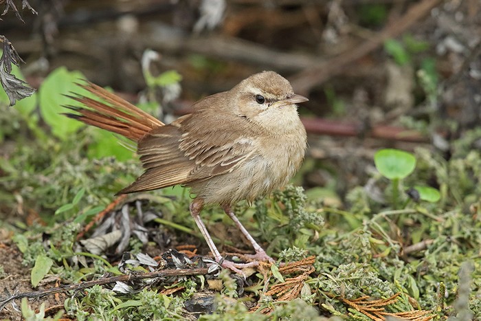 Eastern Rufous Bush Chat