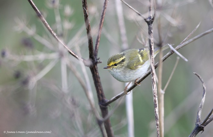 Pallas's Warbler