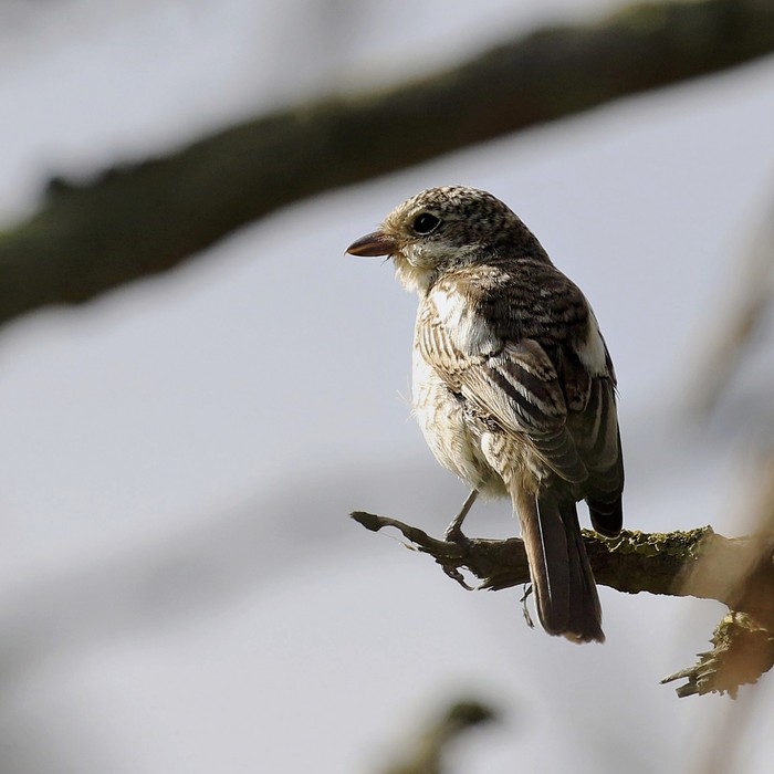 Masked Shrike